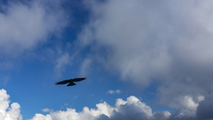 114-1010-vogel-adler-wolken-himmel-limitiert-reproduktionen